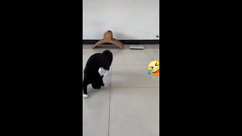 "You Won’t Stop Laughing at These Animal Fails! 🤣🐶🐱"