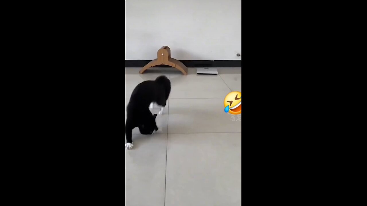 "You Won’t Stop Laughing at These Animal Fails! 🤣🐶🐱"