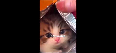 Excuse Me, Hooman?! I Have Several Complaints 🐱📢