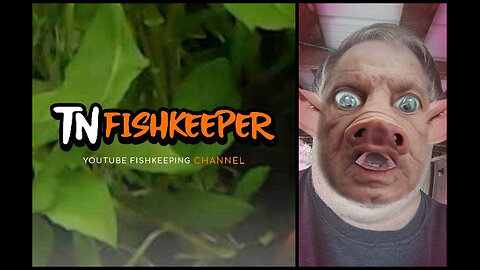 TNFISHKEEPER.COM™ 🐠 WHAT A HAM #COMEDY