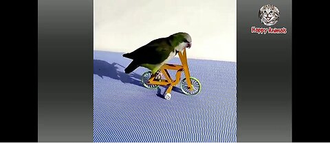 Top Funny Animal Videos of the Year"