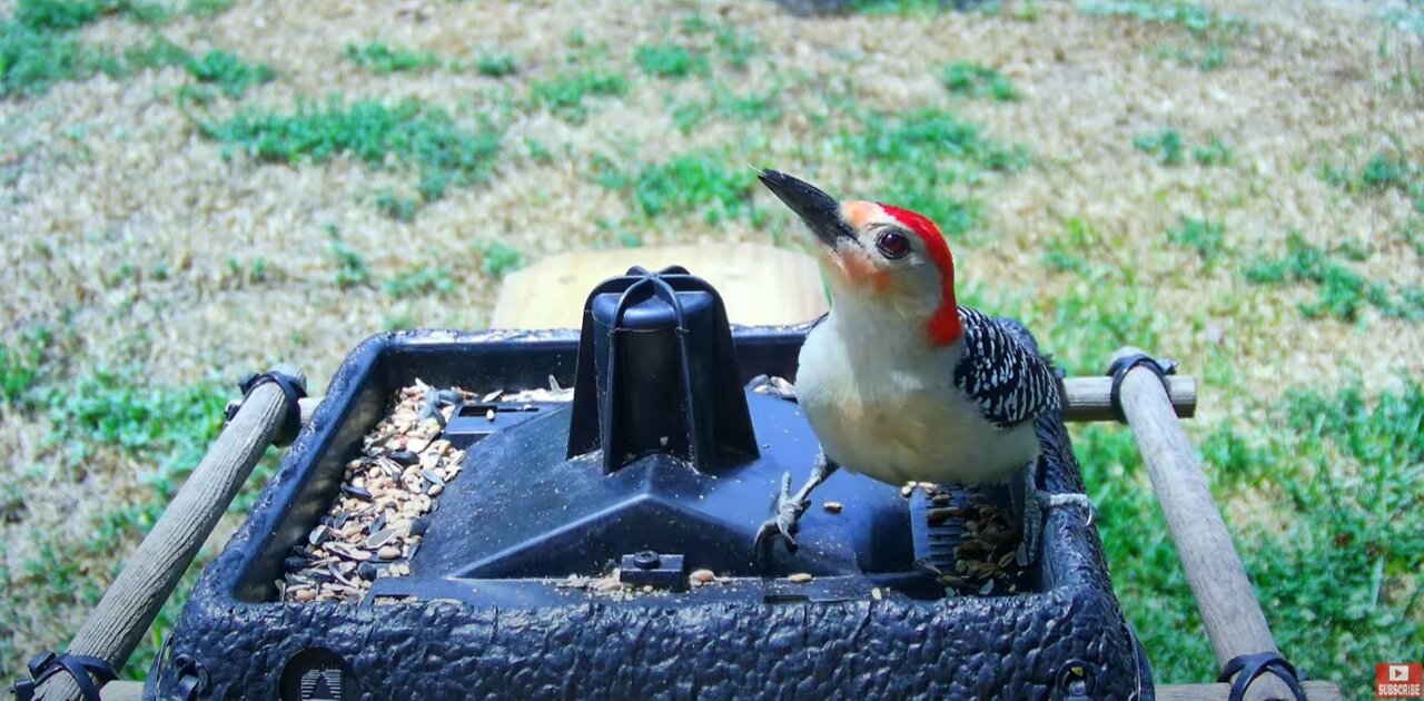 Red Bellied Woodpecker On Bird Feeder