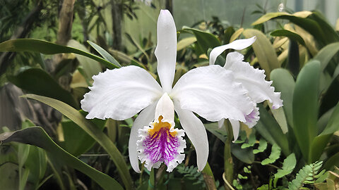 2025 May St. Augustine Orchid Society's Virtual Show Table