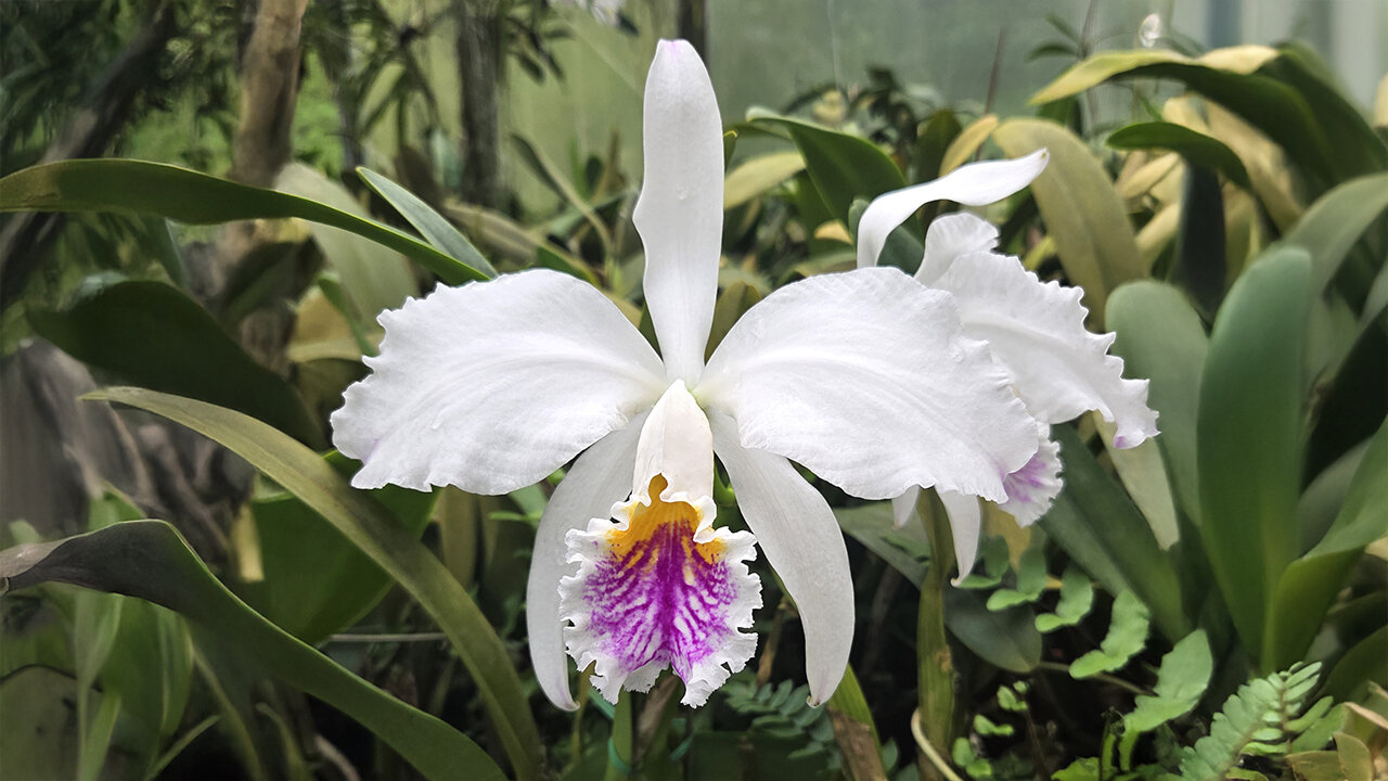 2025 May St. Augustine Orchid Society's Virtual Show Table