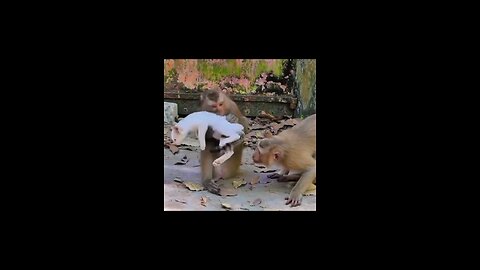 monkey caching cat