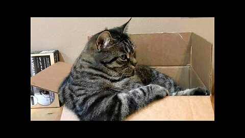 CATS and DOGS are the funniest pets out there!