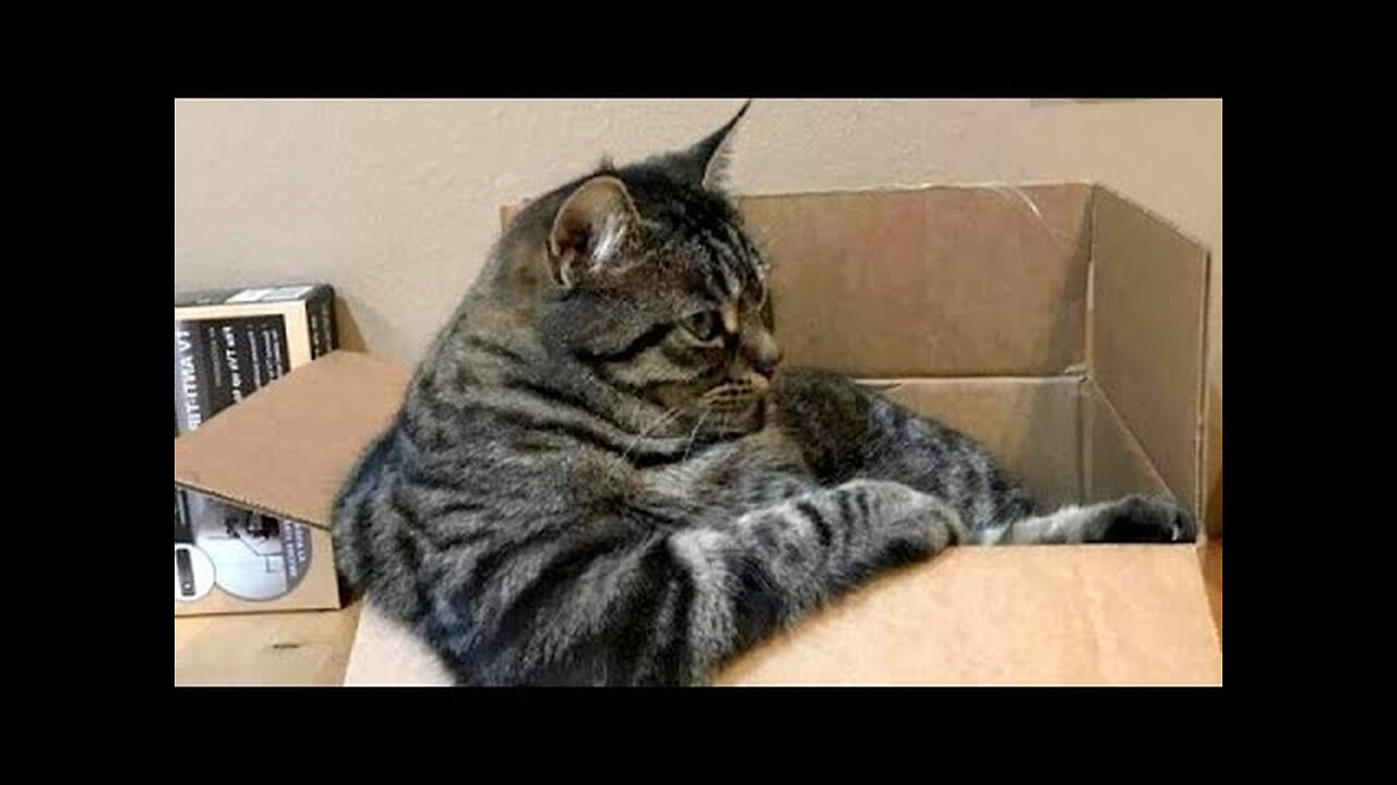 CATS and DOGS are the funniest pets out there!