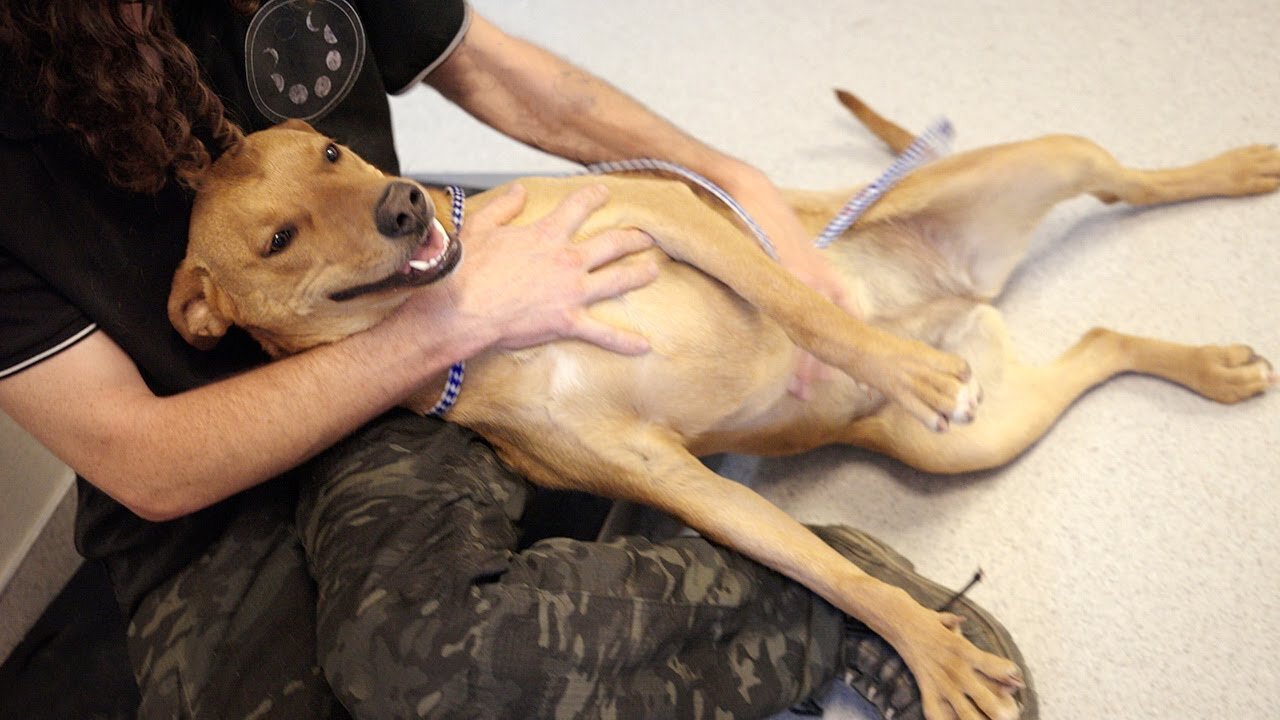 Watch the vet exams for 16 dogs abandoned in the desert.