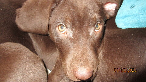 Meet the newest members of our family Lily & Curly