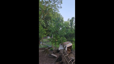 TREE CHICKENS