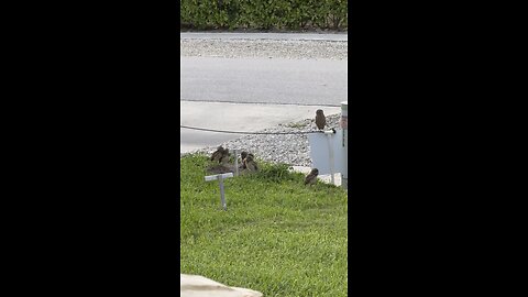 Baby Burrowing Owls Day 16 Out | 4K