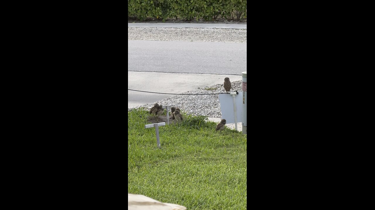 Baby Burrowing Owls Day 16 Out | 4K