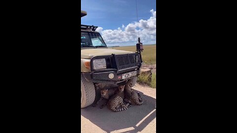 Cheetah cubs under shade
