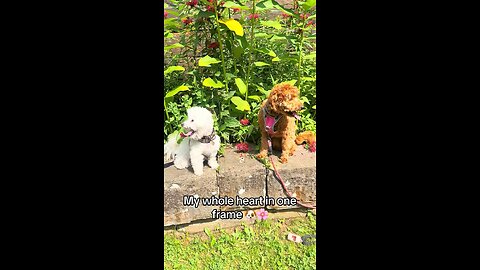 🌼 Cute Dogs at the Park | Goldendoodle & Bichon Frise Enjoy a Sunny Day in the Garden