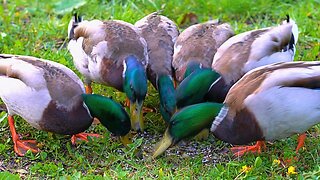 Last Drake Breakfast Meeting but on the Dark Side of the Moat Pond