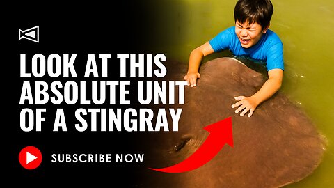 WOOO… Stingray