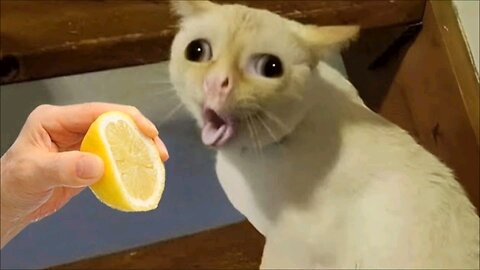 Funniest Animal Reactions 😂 | Try Not To Laugh Challenge