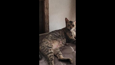 Nakaplagan Ni Mike Ang Iring Nga Natulog Sa Higdaanan