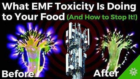 Protect Your Food from EMF Toxicity & Boost Its Vitality!