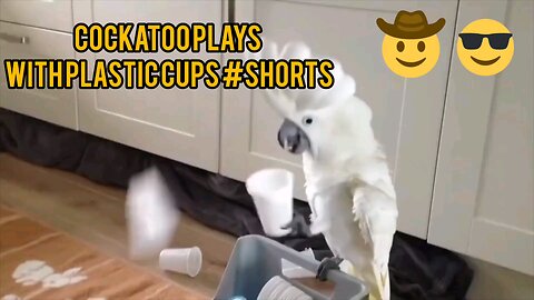 COCKATOO vs. PLASTIC CUPS: Hilarious Trickery that Will Make You Smile! #shorts