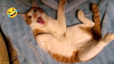 Funny Dogs And Cats Videos 2024 😅- Best Funnies Animal Video Part34