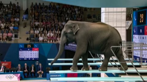 Ultimate Animal Face-Off! | Animal Olympics Gold Match