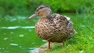 Mallard Ducks Hanging at the Edge of the Moat Pond