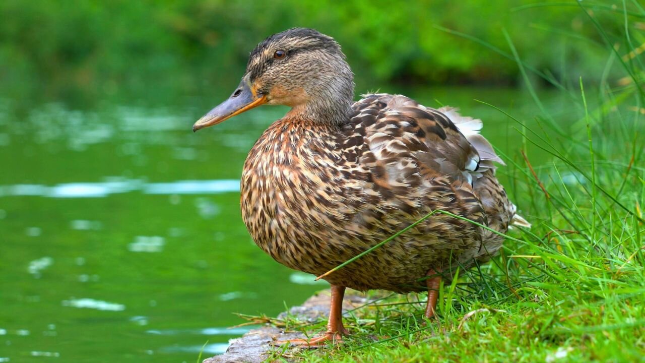 Mallard Ducks Hanging at the Edge of the Moat Pond