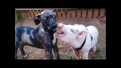 Unexpected Laugh with these Animals 🤣 Funny Animal Videos 2025
