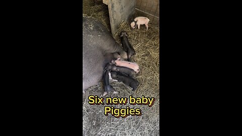 Peppa gave us six new cute baby piggies!