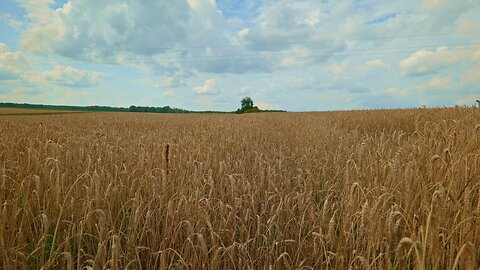 Sounds of a Wheat Field on a Summer Day | Relaxing Hum & Chirping Crickets (ASMR)