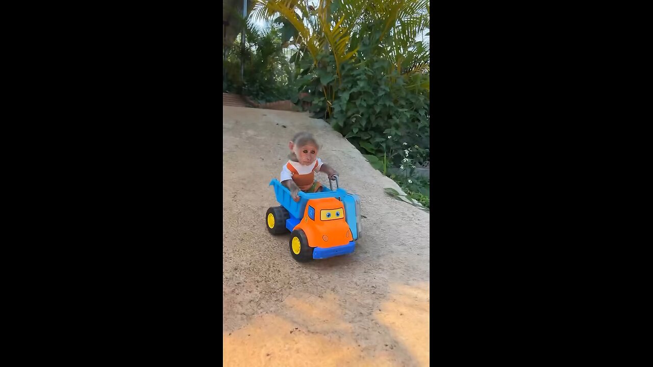 Young Monkey Seems To Enjoy His Toy