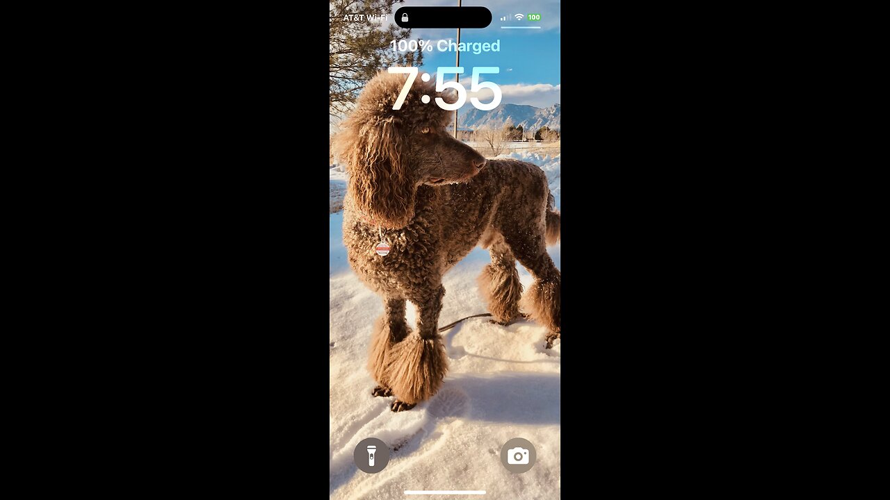 #standards #standardpoodles