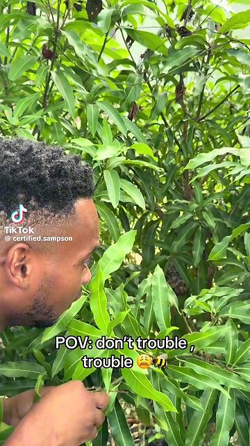 Certified Sampson Comedy Trinidad & Tobago🤣🇹🇹