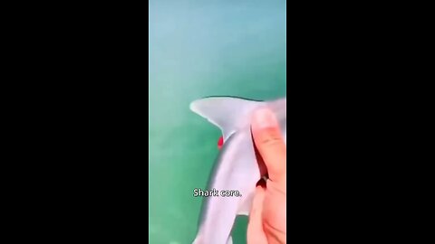 Funny Shark Core🦈 #Ocean #Shark #Core #Funny