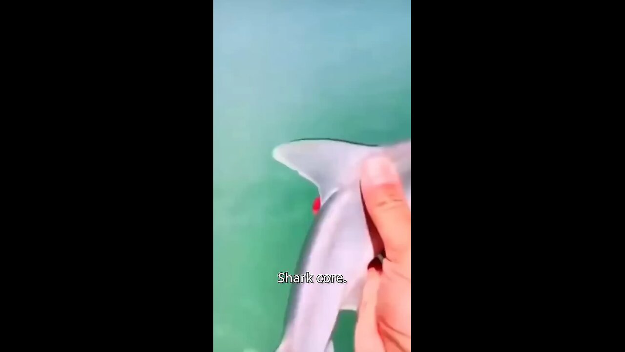 Funny Shark Core🦈 #Ocean #Shark #Core #Funny