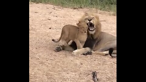 Lion cubs playing with their father