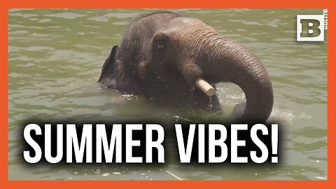 Splish, Splash, and Chill: Houston Zoo Animals Stay Cool This Summer