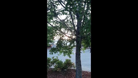 Nature Calling