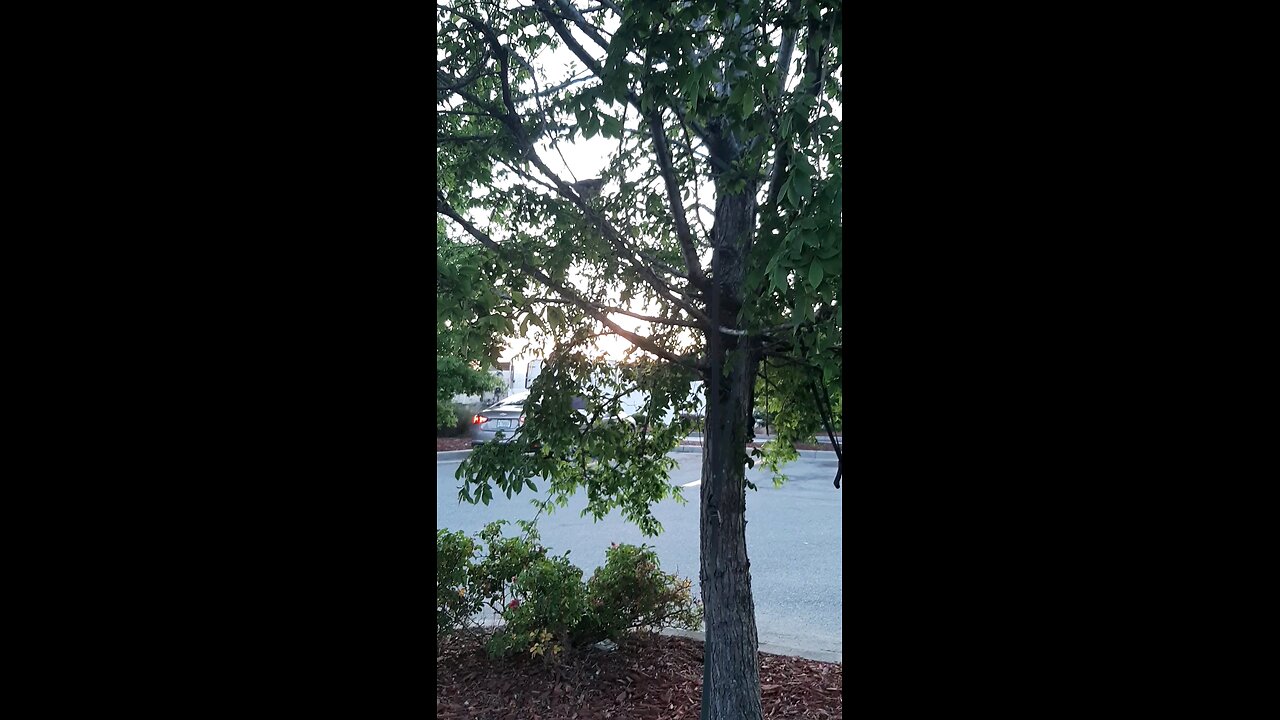 Nature Calling