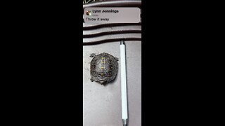 Baby Box Turtle, What to Feed?