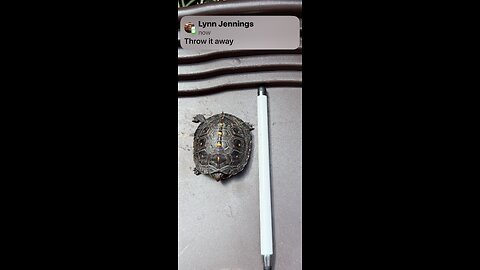 Baby Box Turtle, What to Feed?