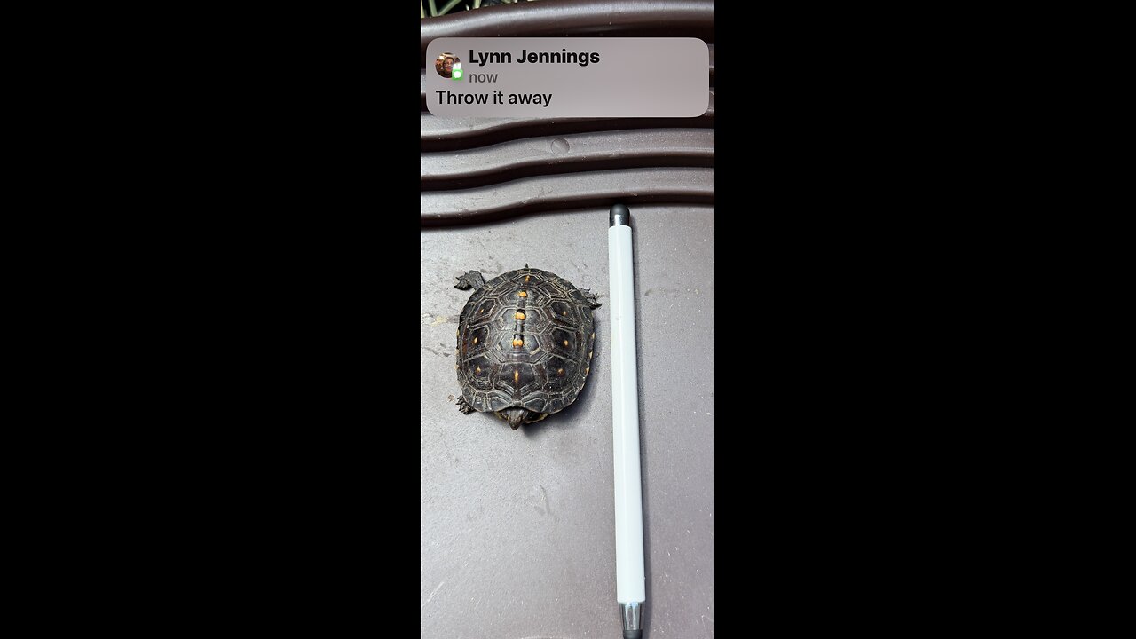 Baby Box Turtle, What to Feed?