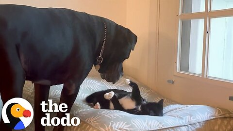 Kitten Is Emotional Support Animal To 120 Pound Mastiff | The Dodo