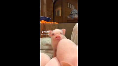 cute little pigs 😊