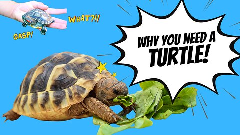 Why You NEED A Turtle As a Pet