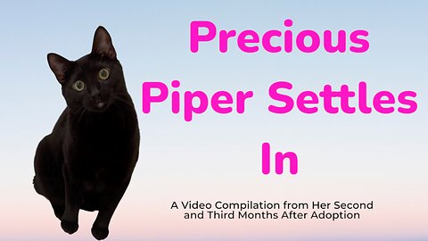 Precious Piper Settles In - 2 to- 3 Months After Adoption - Adopting a Cat from a Shelter Vlog