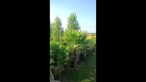 satisfying Video