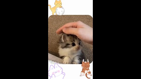 My lovely cute baby kitten 🥰 #cat #kitty
