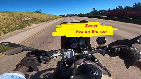 Sweet - Fox on the run #bikerdog #musicvideo #jonty #jontyknine